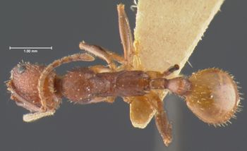 Media type: image; Entomology 20603   Aspect: habitus dorsal view